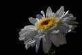 Single flower of ox-eye daisy Leucanthemum Vulgare with drops of water on white petals, black background Royalty Free Stock Photo