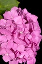 Single flower of pink hortensia on black background, close up Royalty Free Stock Photo
