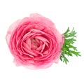 Single flower pink ranunculus isolated on white