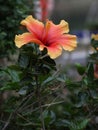 a single flower on a plant with the top petals missing