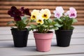 single flower pot housing three different flowers Royalty Free Stock Photo