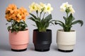 single flower pot housing three different flowers Royalty Free Stock Photo