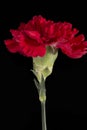 Single flower of red carnation Dianthus on black background, close up. Royalty Free Stock Photo