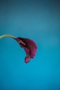 Single flower red iris lily blue background Royalty Free Stock Photo