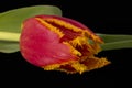 Single flower of red jagged tulip isolated on black background, close up Royalty Free Stock Photo