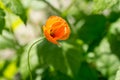 Single flower of red poppy Royalty Free Stock Photo