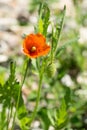 Single flower of red poppy Royalty Free Stock Photo