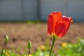 Single flower red Tulip in garden closeup Royalty Free Stock Photo