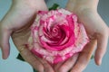Girl holding a pink and white rose,close-up the hands of a woman, single flower, gift for 8 march, mother`s day, women`s day or S Royalty Free Stock Photo