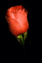 Single flower roses in black background