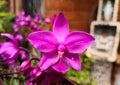 Single flower of Spathoglottis plicata, orchid in an garden outside a home