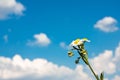 Single Flower on spring background with blue sky. Copyspace for copy, text, your words. Blue sky with cloud closeup Royalty Free Stock Photo