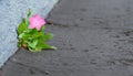 Single Flower Sprouting Up Through the Pavement
