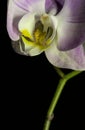 a single flower stem with a black background, and there is a small white orchid Royalty Free Stock Photo