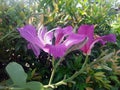 TIBOUCHINA MUTABILIS FLOWER WITH GREEN BUSH BACKGROUND Royalty Free Stock Photo