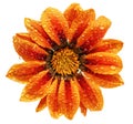 Single flower of tiger Gazania with drops. (Splendens genus asteraceae).Isolated. Royalty Free Stock Photo