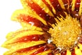 Single flower of tiger Gazania with drops. (Splendens genus asteraceae).Isolated. Royalty Free Stock Photo