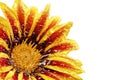 Single flower of tiger Gazania with drops. (Splendens genus asteraceae).Isolated. Royalty Free Stock Photo