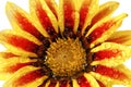 Single flower of tiger Gazania with drops. (Splendens genus asteraceae).Isolated. Royalty Free Stock Photo