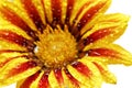 Single flower of tiger Gazania with drops. (Splendens genus asteraceae).Isolated. Royalty Free Stock Photo