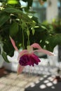 A single Fuchsia flower and two buds in a hanging basket
