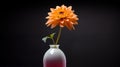 Single flower in a vase with dark background