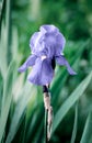 Single flower of Very Peri iris on a green background. Close up. Vertical crop. Color trend 2022