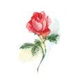 Single Flower. Watercolor Flower, Red Rose