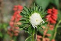 Single flower of a white chrysanthemum on a blurred background, close-up. Dew drops on flower petals Royalty Free Stock Photo