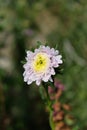 Single flower of a white chrysanthemum on a blurred background, close-up. Dew drops on flower petals Royalty Free Stock Photo