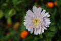 Single flower of a white chrysanthemum on a blurred background, close-up. Dew drops on flower petals Royalty Free Stock Photo