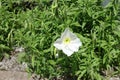 Single flower of white evening primrose Royalty Free Stock Photo