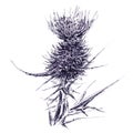 Single flower of wild burdock. Hand drawn sketch with ballpoint pen on paper texture. Isolated on white. Raster Royalty Free Stock Photo