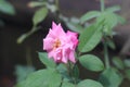 Single flower of wild pink rose shot in the morning