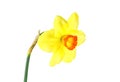 Single flower of yellow narcissus isolated on white background Royalty Free Stock Photo