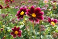 Single-flowered dahlias Dark pink-red to pink petals Outdoor