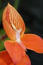 Single Flowered Disa Royalty Free Stock Photo