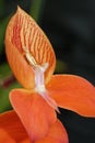 Single Flowered Disa