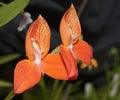 Single Flowered Disa