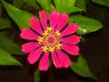 Single-flowered Red color Zinnias