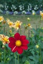 Single-flowered red Dahlia blossom between yellow Dahlias Royalty Free Stock Photo