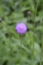 Single-flowered sawwort