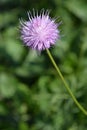 Single-flowered sawwort