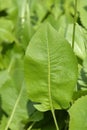 Single-flowered sawwort