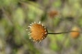 Single-flowered sawwort