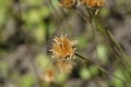 Single-flowered sawwort