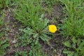 Single flowering dandelion in waste plot of land