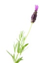 Single flowering stem of Lavandula Stoechas Royalty Free Stock Photo