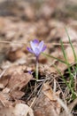 Single flowering violet crocus flower in early spring. Purple crocus flower, violet crocus