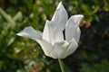 Single Flowering White Tulip Flower Blossom Blooming Royalty Free Stock Photo